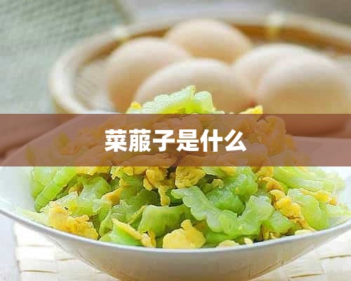 菜菔子是什么