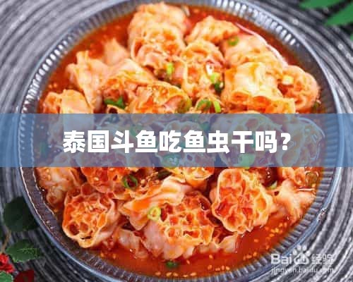 泰国斗鱼吃鱼虫干吗？